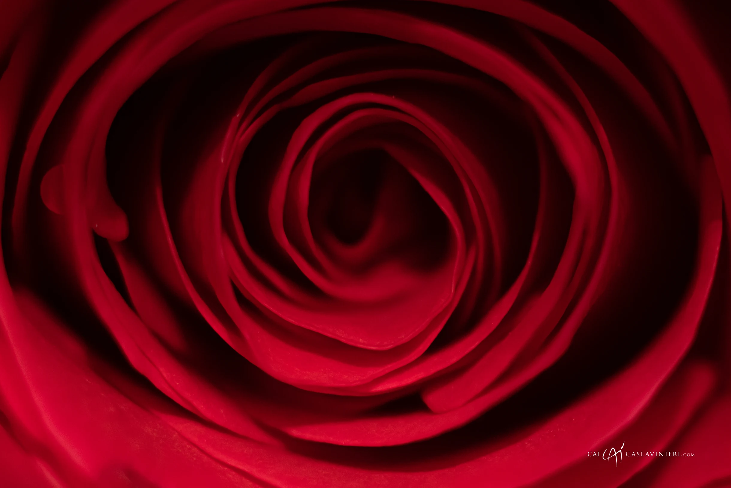 Florystyka, fotografia produktowa kwiaty