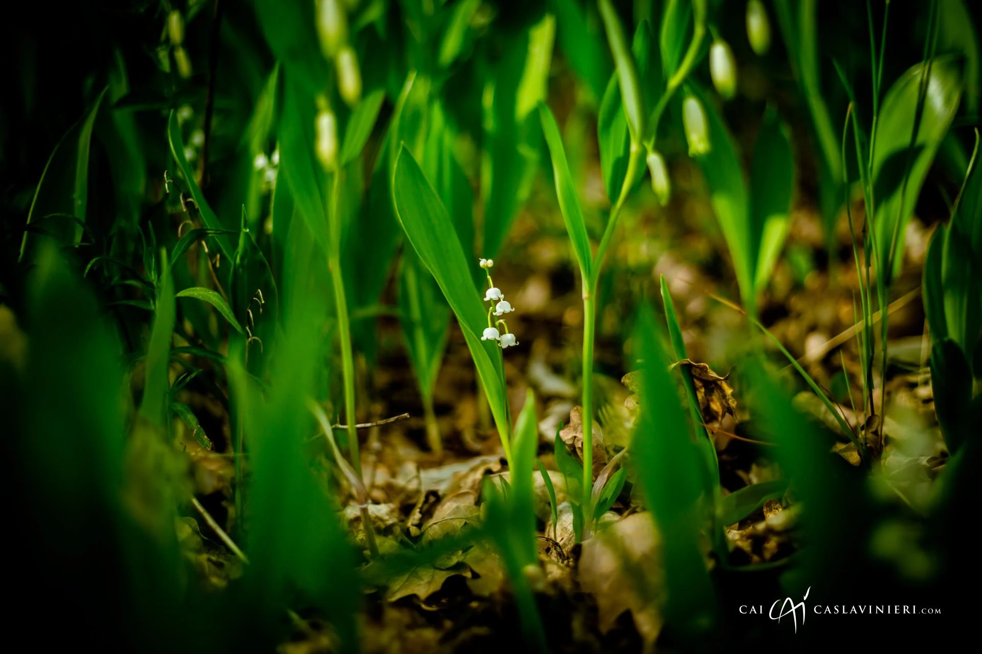 Mały wielki las, fotografia natura makro